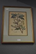 Botanical Print