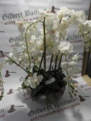 *White Orchid In Bowl