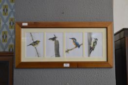 Pine Framed Print - Bird Life