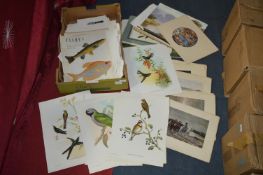 Large Quantity of Small Assorted Prints