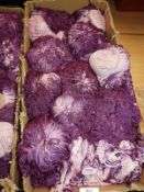 *Box of Lilac & Pink Fringing