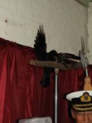 Taxidermy Specimen of a Raven