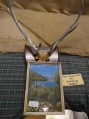 Johnstone Collection: Oil Painting of Eileen Doran Castle, and a Mounted Pair of Antlers