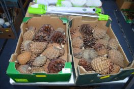 Two Boxes of Fir Cones