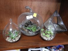 Miniature Terrariums