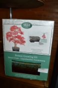 Bonsai Growing Kit - Sweet Gum