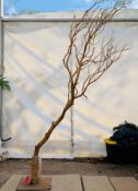6 x Gold Manzanita Branches - Dimensions: 180cm (h) x 65cm (w) - Pre-owned - CL548 - Location: Near