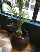 1 x Tadé Branded Barrel Planter With Contents - Made In France From Recycled Tyress