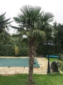 1 x Palm Tree Approx 4-Metres in Height - Ref: JB155 - Pre-Owned - NO VAT ON THE HAMMER - CL574 - Lo