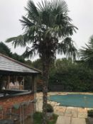 1 x Palm Tree - Approx 6-Metres in Height - Ref: JB159 - Pre-Owned - NO VAT ON THE HAMMER - CL574 -