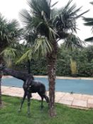 1 x Palm Tree - Approx 4-Metres in Height - Ref: JB156 - Pre-Owned - NO VAT ON THE HAMMER - CL574 -