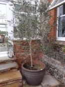 1 x Substantial Garden Planter Diameter 75cm x height 55cm - Ref: JB113 - Pre-Owned - NO VAT ON THE