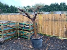 MASSIVE OLIVE BONSAI TREE IN POT