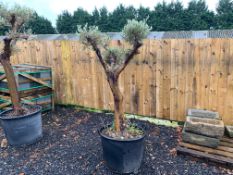 MASSIVE OLIVE BONSAI TREE IN POT
