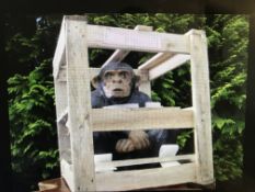 CRATED MONKEY STATUE