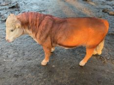 BOXED NEW RESIN COW
