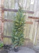 1 Artificial Plastis Conifer in pot - 1.5m tall