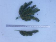 104 Pieces Artificial Pine pick