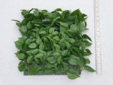 22 Artificial Skindapsis mat - FR 25cm x 25cm