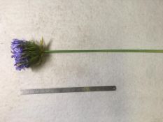 11 x Artificial Agapanthus - Blue - used but in very good condition