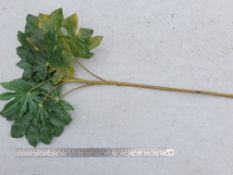 20 x Artificial Fatsia spray - used