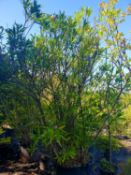 1 Large Oleander - pink flowers