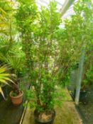 10 x Ligustrum Ovalifolium - instant hedge 1.8m high