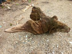 drift wood / tree stumps 90cm across