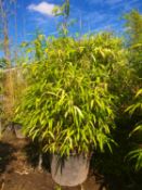 1 Pseudosasa japonica - good big plant