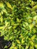 1 Eleagnus cream and green