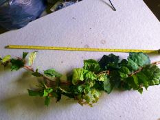 100 Pieces of artificial Grape vine bush used