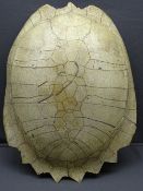 19TH CENTURY WHITE TURTLE SHELL