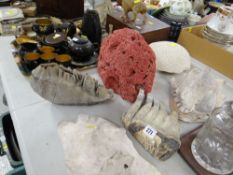 CONCH SHELLS, SEA CORAL ETC