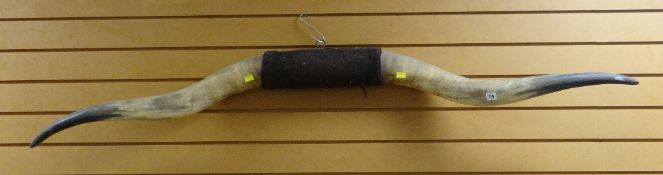 SET OF VINTAGE CATTLE HORNS