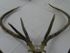 ANTLERS