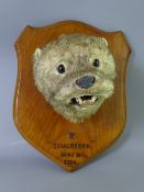VICTORIAN TAXIDERMY OTTER HEAD STUDY looking straight with glass eyes, mounted on an oak shield,