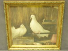 ROOKE ?? watercolour - doves in a barn, 30 x 30cms