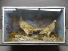 CASED TAXIDERMY STUDY OF A FEMALE PHEASANT WITH YOUNG in a natural setting, 43cms H, 75.5cms max