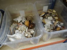 ASSORTED SEA SHELLS including cowries, scallops ETC