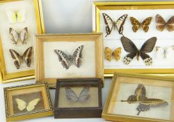 SIX FRAMED & GLAZED BUTTERFLY SPECIMEN DISPLAYS