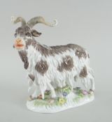 20TH CENTURY MEISSEN MODEL OF A STANDING GOAT on naturalistic floral base, blue cross swords to