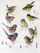 MILDRED ELSIE ELDRIDGE watercolour - nine studies of three different specimens of British garden