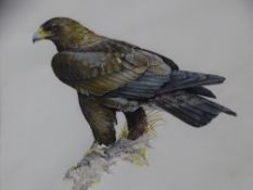 GARETH PARRY watercolour study of an eagle, signed, 20 x 25cms