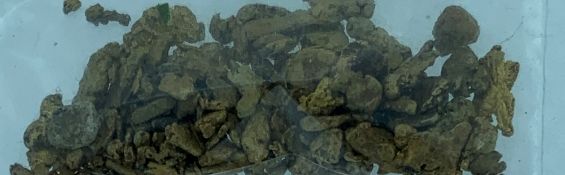 WELSH GOLD NUGGETS- a parcel, 9.2 grams