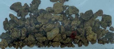 WELSH GOLD NUGGETS- a parcel, 7.6 grams.