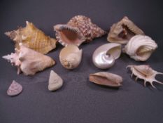 SEA SHELLS. Nice parcel of 3 large shells, 4 medium and 4 small.