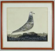 20TH CENTURY BRITISH SCHOOL watercolour and bodycolour on paper - 'Sylvia', a racing pigeon portrait