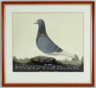 20TH CENTURY SCHOOL watercolour and bodycolour - 'Red Eagle', a racing pigeon portrait, inscribed