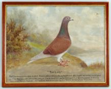 ANDREW BEER (1862-1954) oil on card - Red Lady, a racing pigeon portrait, signed and inscribed