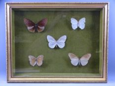 FRAMED GROUP OF FIVE VICTORIAN BUTTERFLIES